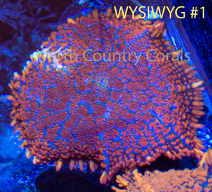 Mushroom Coral Rhodactis Superman