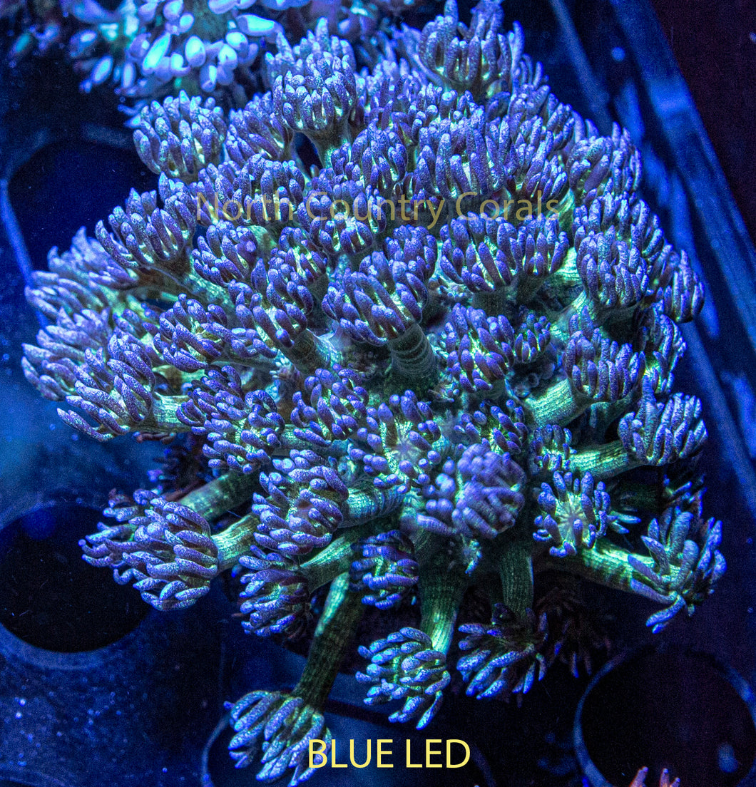 Goniopora 818 Sparkleberry Glitter