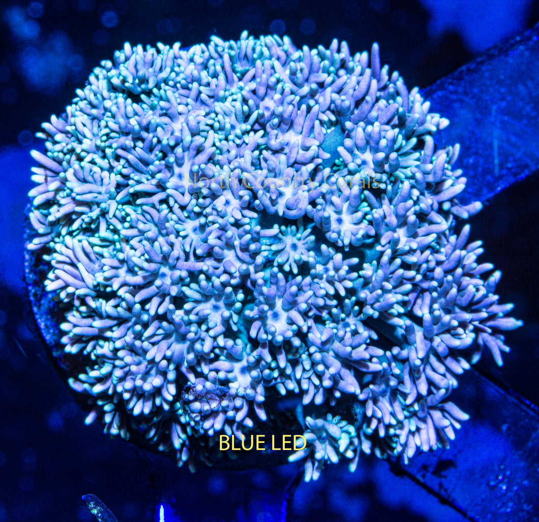 Goniopora 818 Wildberry