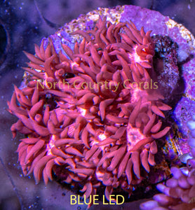 Goniopora Cairns Marine Red