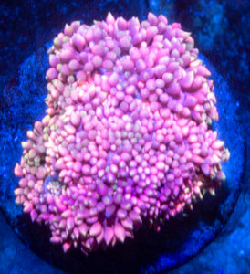 Goniopora NCC Firebird