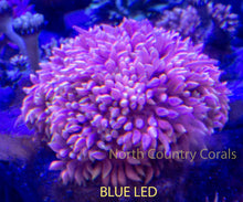 Load image into Gallery viewer, Goniopora NCC Firebird
