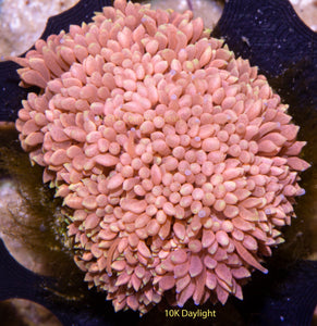 Goniopora NCC Firebird