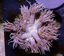 Load image into Gallery viewer, Goniopora NCC Frilly Cyclops
