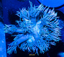 Load image into Gallery viewer, Goniopora NCC Frilly Cyclops
