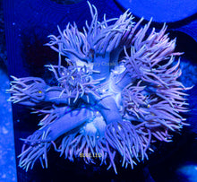 Load image into Gallery viewer, Goniopora NCC Frilly Cyclops
