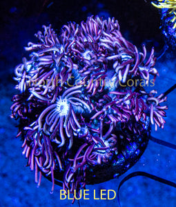 Goniopora NCC Frosty