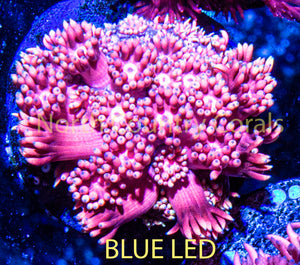 Goniopora NCC Blow Pop