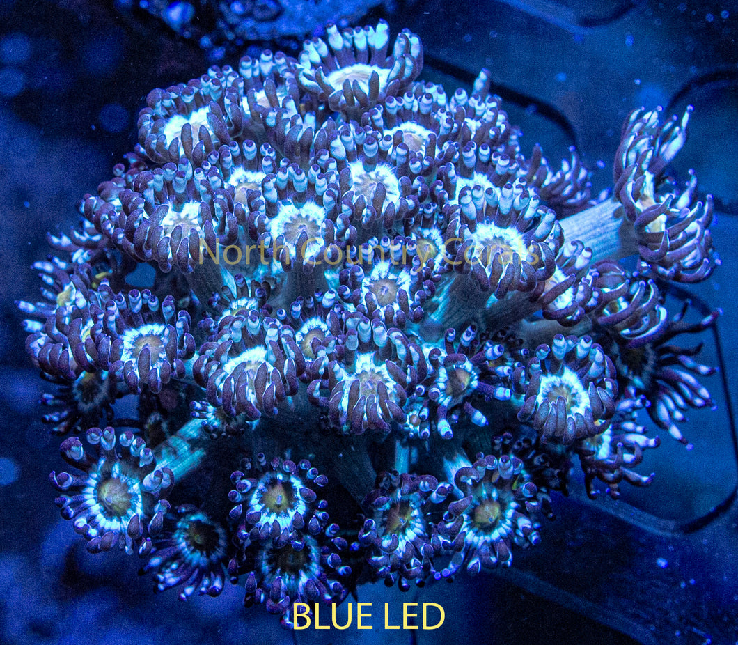 Goniopora NCC Daisies