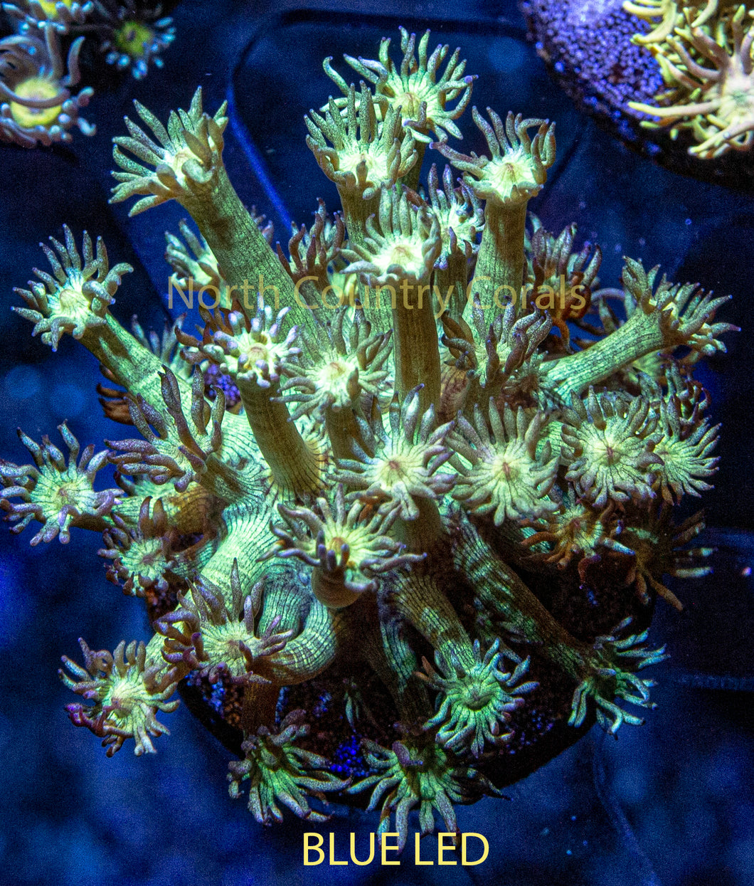 Goniopora QCC Glitter Bomb