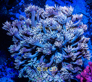 Goniopora QCR Green Shadow