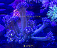 Load image into Gallery viewer, Goniopora RRG Jack Frost
