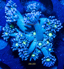Load image into Gallery viewer, Goniopora RRG Jack Frost
