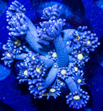 Load image into Gallery viewer, Goniopora RRG Jack Frost
