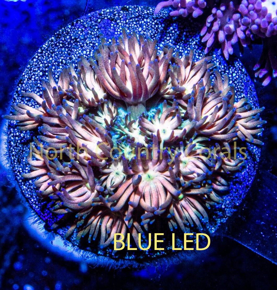 Goniopora RRG Eternal Flame