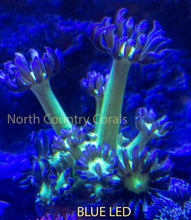 Load image into Gallery viewer, Goniopora SBB Blue Gemstone

