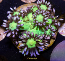 Load image into Gallery viewer, Goniopora SBB Blue Gemstone
