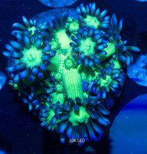 Load image into Gallery viewer, Goniopora SBB Blue Gemstone
