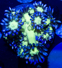 Load image into Gallery viewer, Goniopora SBB Blue Gemstone
