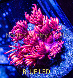 Goniopora SBB Pink Panther