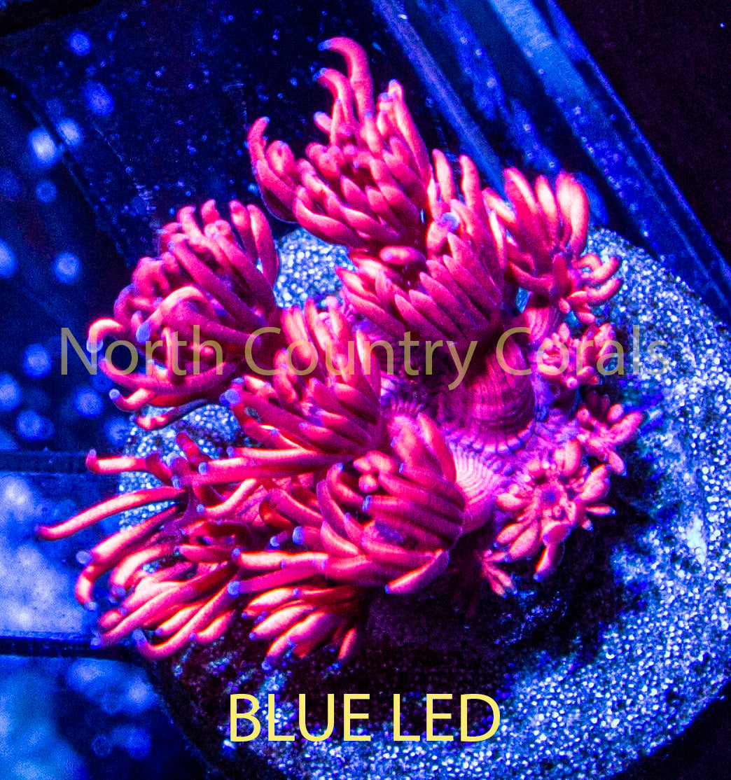 Goniopora SBB Pink Panther