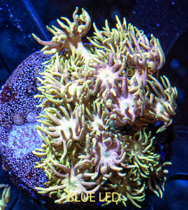 Goniopora SBB Sea Mist