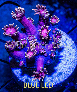 Goniopora WWC X-Rated