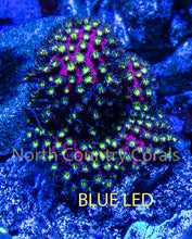 Load image into Gallery viewer, Stylocoeniella WWC Electric Daisy
