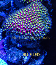 Load image into Gallery viewer, Stylocoeniella WWC Electric Daisy
