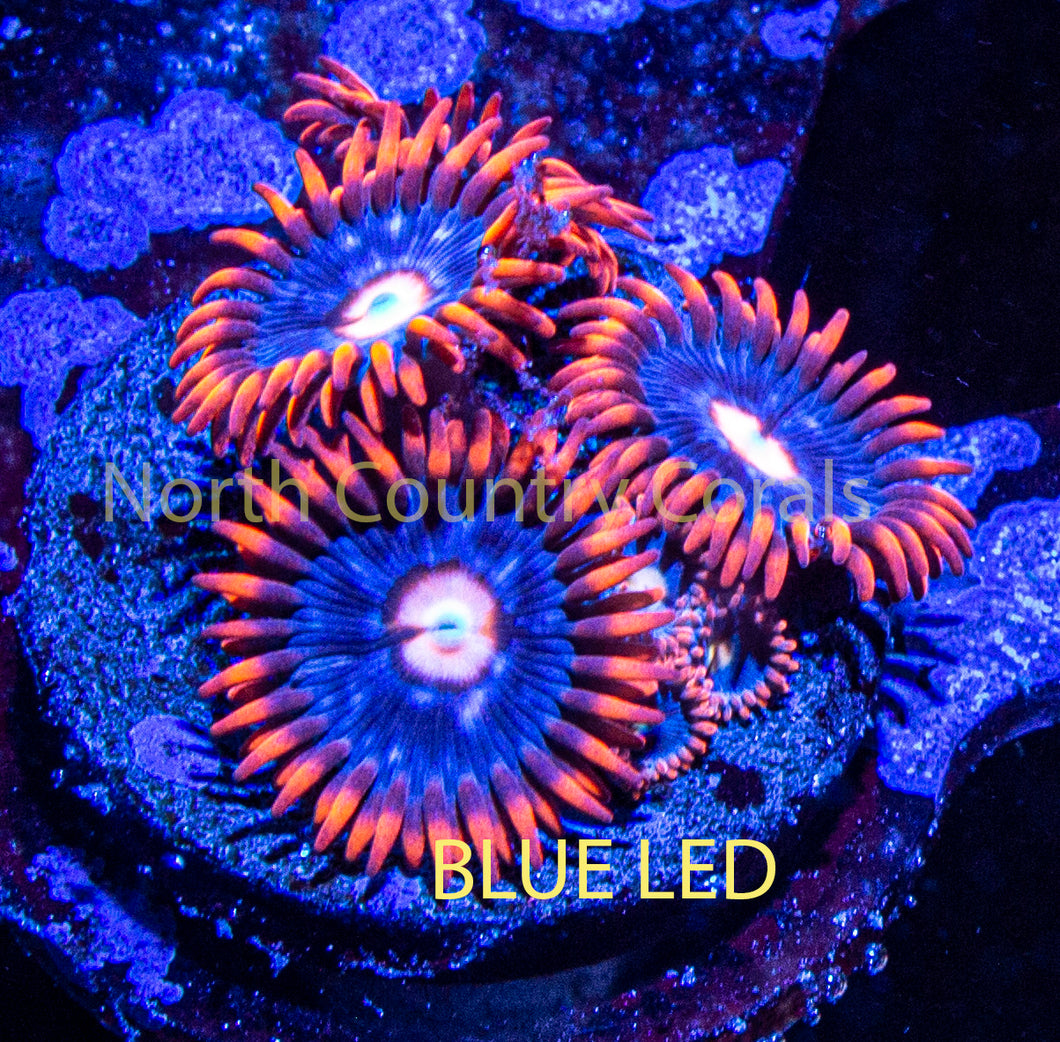 Zoanthid ECC Snitch