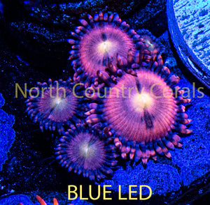 Zoanthid Sakura Sunrise
