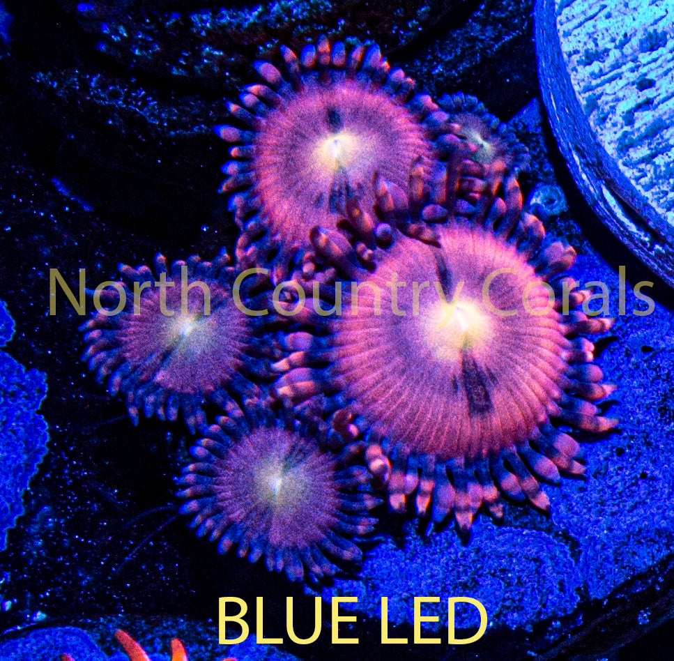 Zoanthid Sakura Sunrise