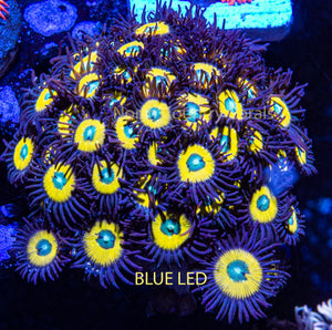 Zoanthid TSA Vulcan Blood