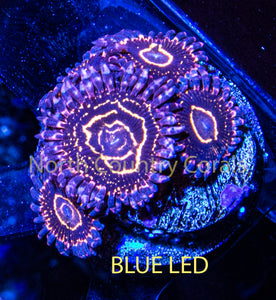 Zoanthid Stratosphere