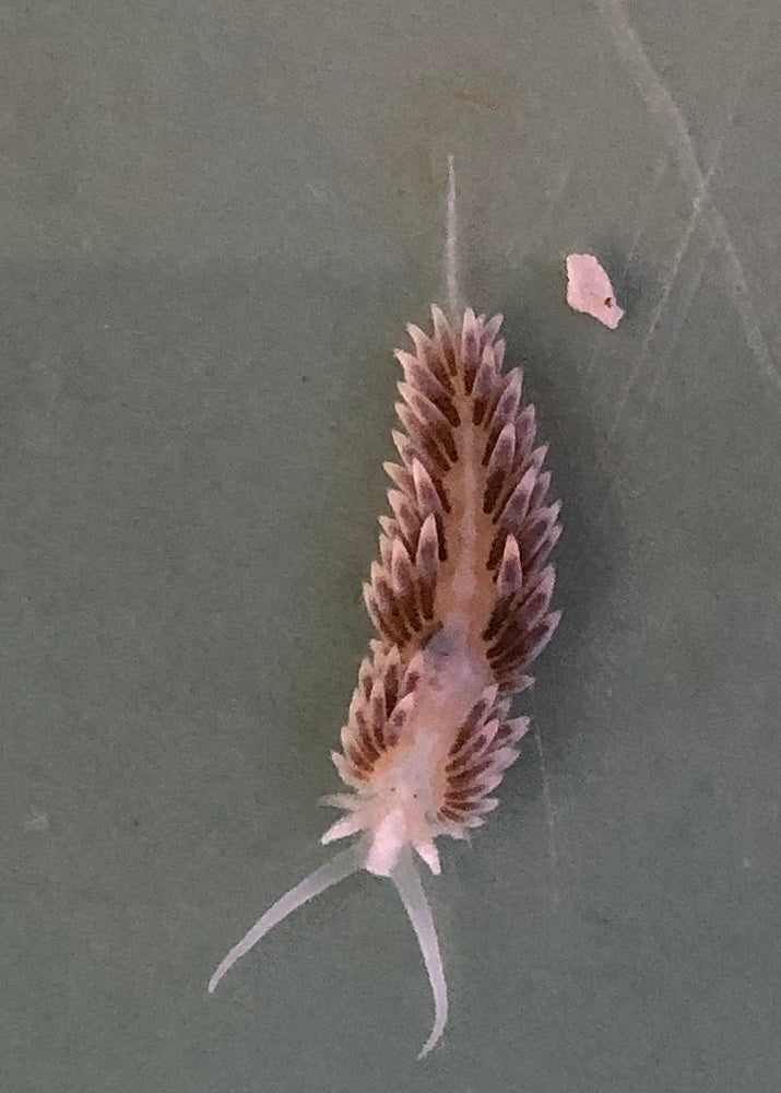 Berghia Nudibranch