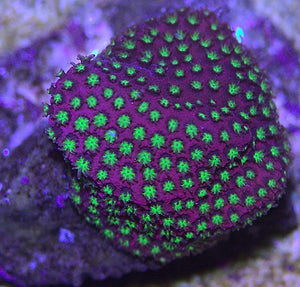 Stylocoeniella WWC Electric Daisy